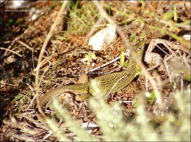 Smarageidechse auf der Insel Losinj