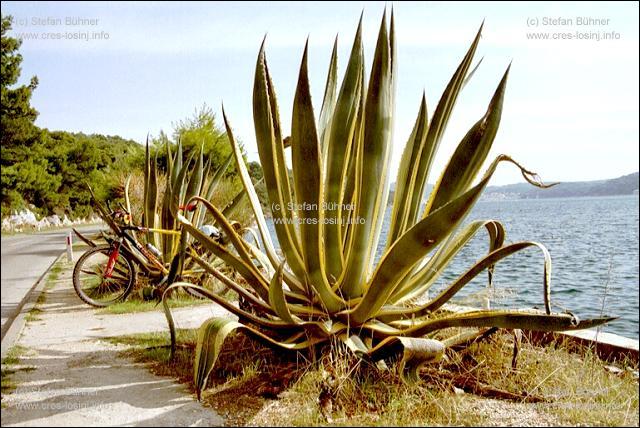 blhende Agaven in einer Bucht bei Veli Losinj