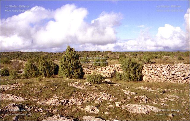 Steinweiden auf Cres