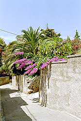 Palmen und Oleander in den Gassen von Mali Losinj