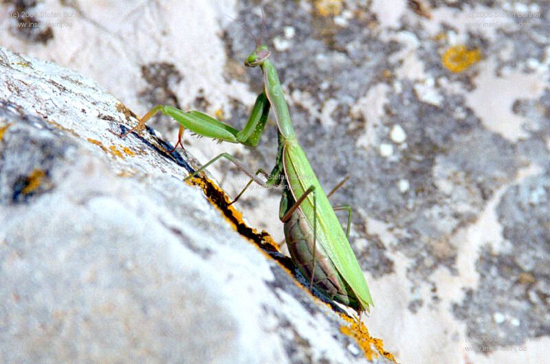 der Gebirgszug des Osorscica bei Nerezine / Osor auf der Insel Losinj