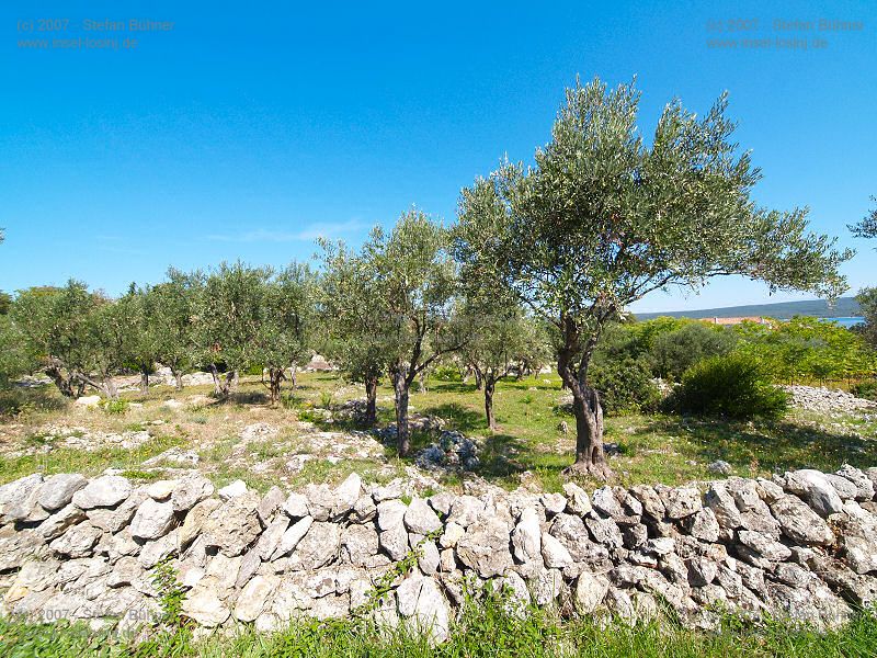 Wanderung zum Osorscica 2006