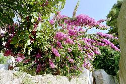 Bltenpracht in den Gassen von Veli Losinj