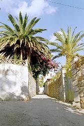 Palmen und Oleander in den Grten in Veli Losinj